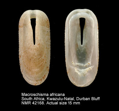 Macroschisma africana.jpg - Macroschisma africanumTomlin,1932